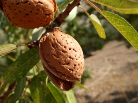 Almonds on a tree